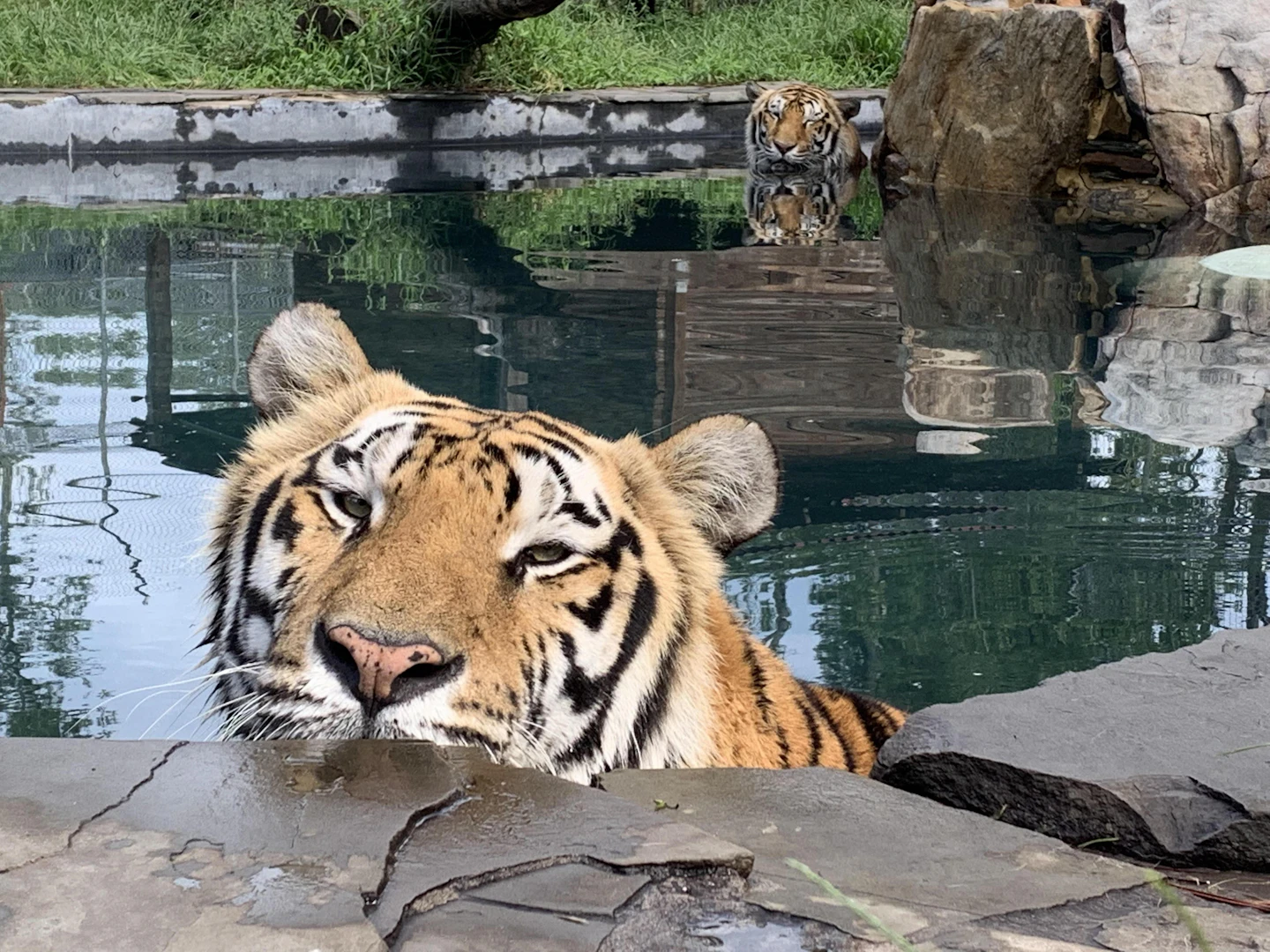 Catty Shack Ranch Wildlife Sanctuary | Visit Jacksonville