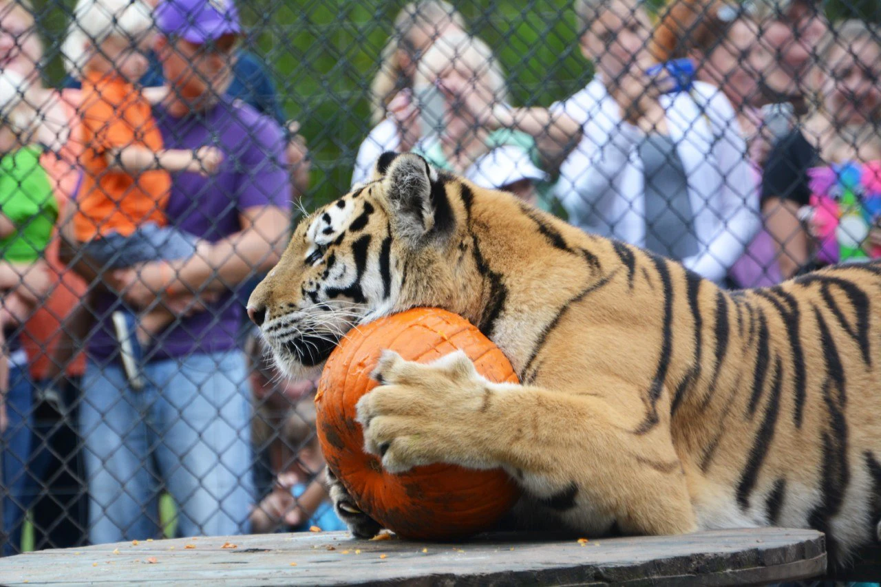 Catty Shack Ranch Wildlife Sanctuary | Visit Jacksonville